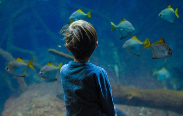 L’Acquario Civico di Milano: un meraviglioso viaggio tra pesci tropicali e fondali marini