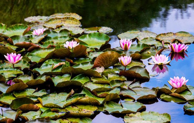 Il Lago Azzurro del Parco della Brughiera Briantea: Ninfee e Colori in un’atmosfera magica