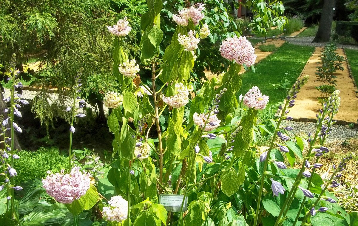 Orto botanico di Brera