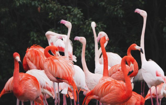 Fenicotteri Rosa nel cuore di Milano: magici incontri nei giardini di Villa Invernizzi