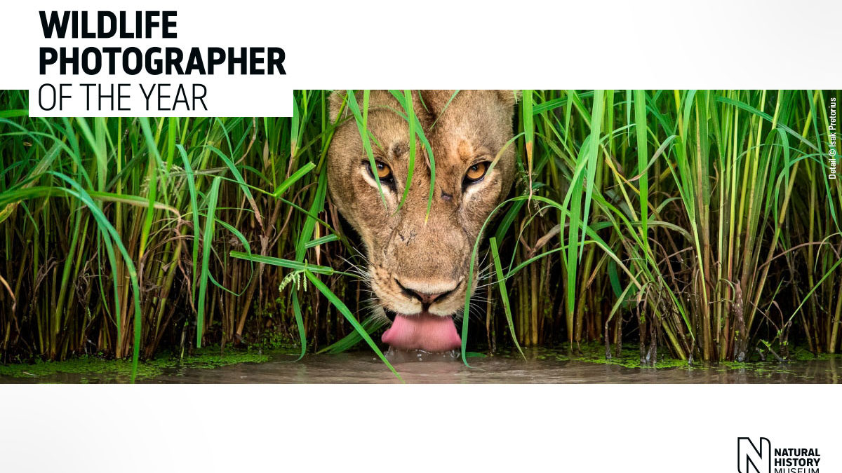 Wildlife Photographer Of The Year A Milano Le Fotografie Naturalistiche Piu Belle Del 19 4 Ottobre 19 22 Dicembre 19 Milano