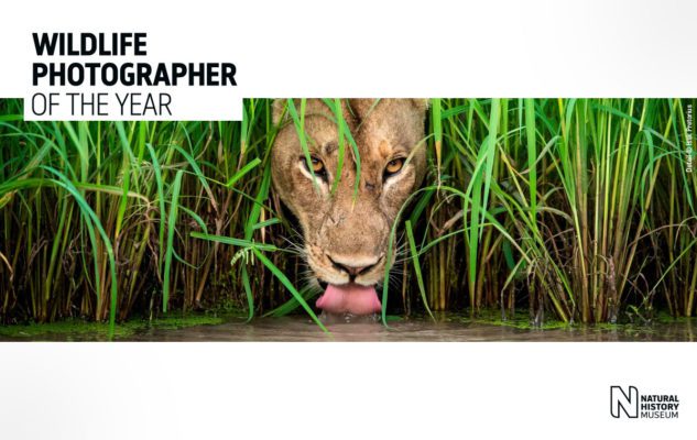 Wildlife Photographer of the Year 2019