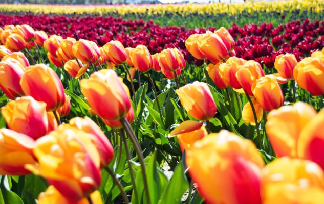 Tulipani Italiani: il più grande e colorato giardino di Tulipani d’Italia