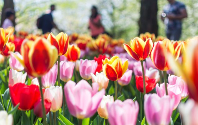 Tulipani Italiani