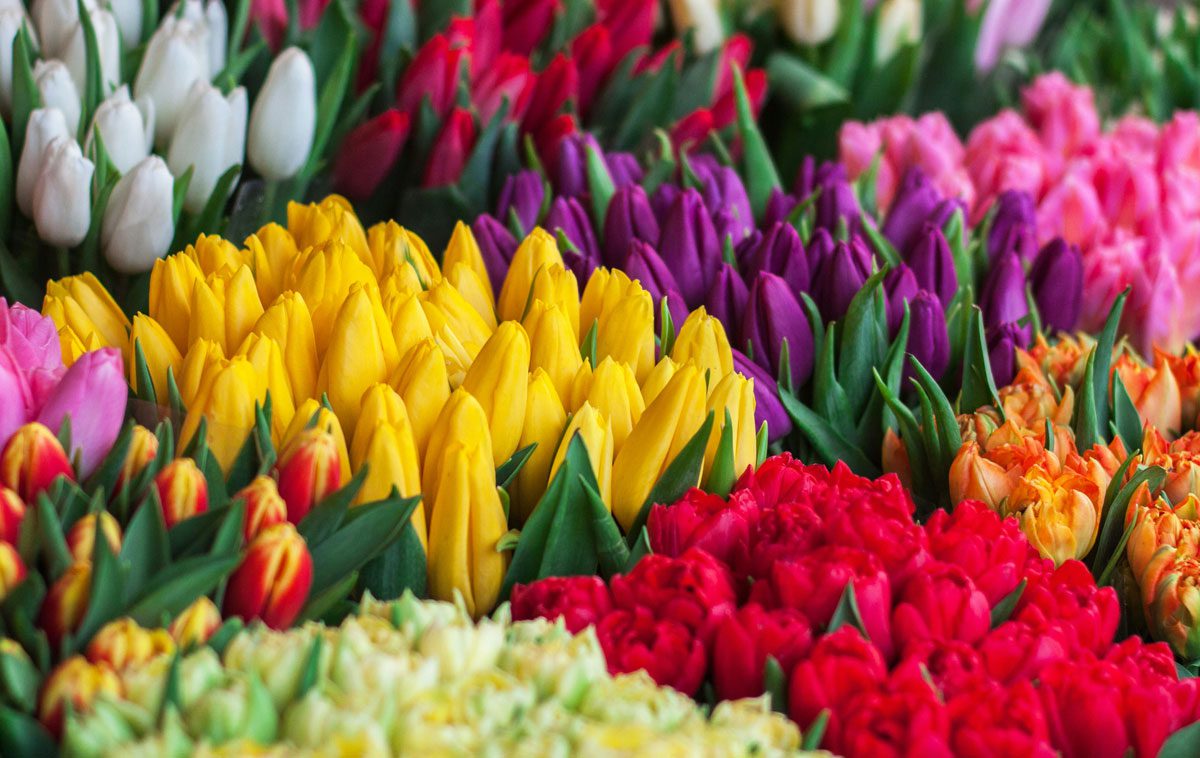 Fiori e sapori Milano 2025