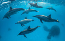"The Living Sea": gli oceani del mondo in mostra al Museo di Storia Naturale di Milano nel 2025