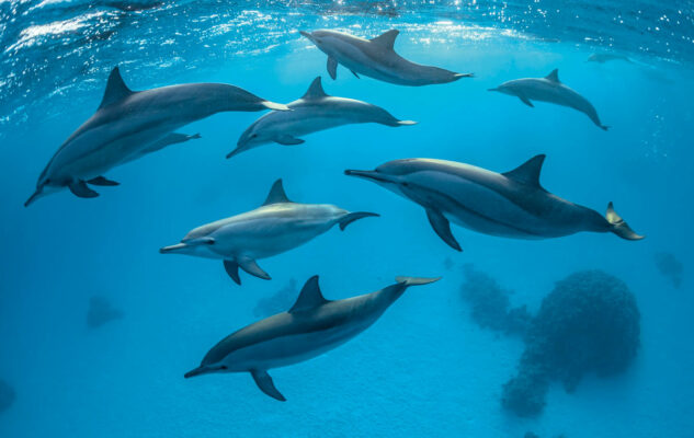 The Living Sea Milano 2025