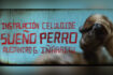 Sueño Perro: alla Fondazione Prada l’omaggio inedito al film Amores Perros
