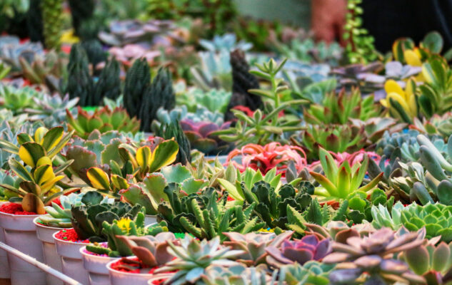 Piantala 2025 a Milano