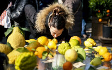 Agrumi 2026: i sapori del Mediterraneo invadono Villa Necchi Campiglio a Milano