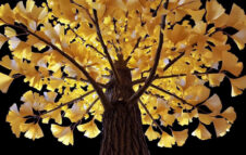 Debora Hirsch in mostra a Milano nel 2026 con “Vanishing Trees” tra natura e tecnologia