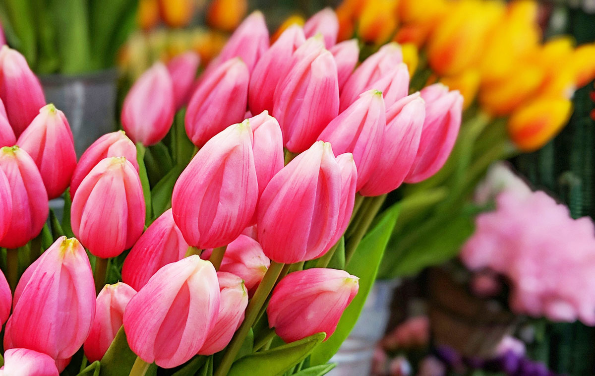 Fiori e sapori sul Naviglio Grande