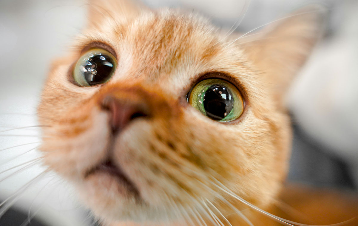 Milano Cat Show 2026