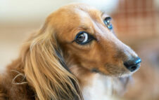 La sfilata dei bassotti invade Milano: la Sausage Walk torna in città