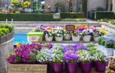 “Soffio di primavera”: torna a Milano la mostra mercato tra piante rare e laboratori