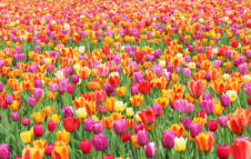 Riapre in provincia di Milano il campo di tulipani più grande d’Italia: info e date