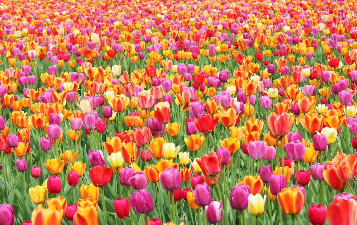 Campo di tulipani