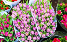 La storica Fiera dell’Angelo torna a Milano questo weekend tra fiori, piante, libri e sapori