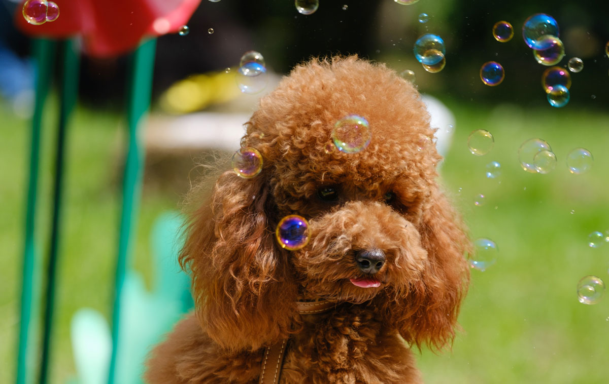 Pet Flower Parade 2026