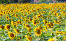 Torna il campo dei Girasoli alle porte di Milano con tantissimi fiori da scegliere e raccogliere