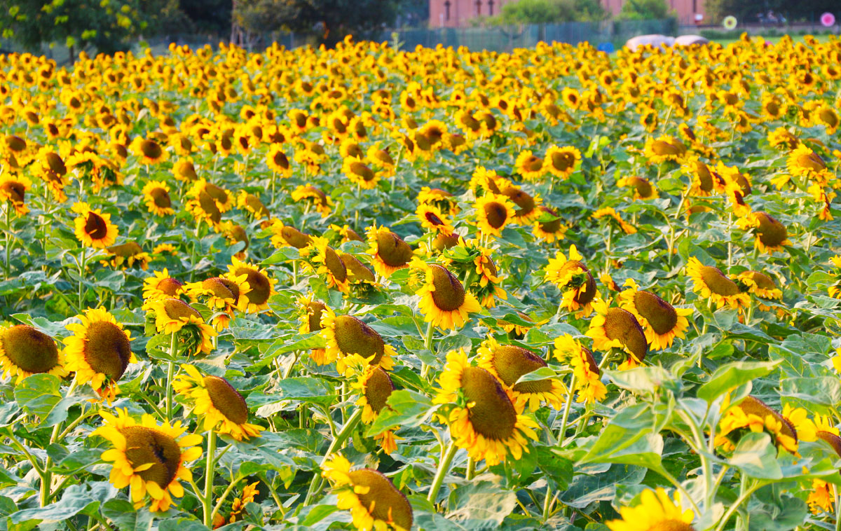 Campo dei Girasoli di Agricola delle Meraviglie by Steflor