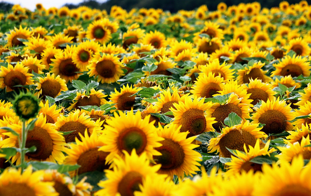 Campo di Girasoli